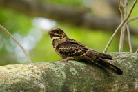 Lelek indomalajsky - Caprimulgus macrurus - Large-tailed Nightjar 7462